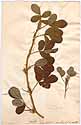 Arachis hypogaea L., framsida