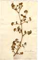 Aralia chinensis L., front
