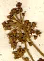Aralia chinensis L., blomställning x8