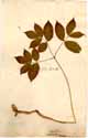 Aralia nudicaulis L., framsida