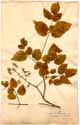 Aralia racemosa L., framsida