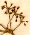Aralia racemosa L., blomställning x8