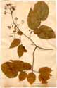 Aralia racemosa L., front