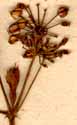 Aralia racemosa L., blomställning x8