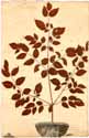 Aralia spinosa L., front