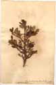 Arbutus alpina L., framsida