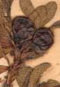 Arbutus alpina L., frukter x6