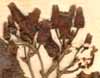 Arbutus unedo L., blomställning x8