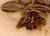Arbutus uva-ursi L., blomställning x8