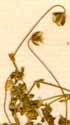 Arenaria balearica L., inflorescens x8