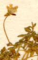 Arenaria balearica L., inflorescens x8