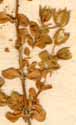 Arenaria biflora L., blomställning x8