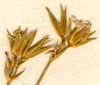 Arenaria grandiflora L., inflorescens x8