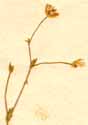 Arenaria hispida L., blomställning x8