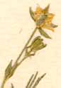 Arenaria liniflora L., blomställning x8