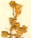 Arenaria media L., inflorescens x8