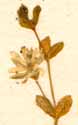 Arenaria multicaulis L., inflorescens x8