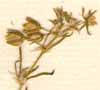 Arenaria rubra L., inflorescens x8