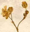 Arenaria saxatilis L., inflorescens x8