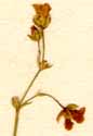 Arenaria saxatilis L., blomställning x8