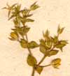 Arenaria serpyllifolia L., inflorescens x8