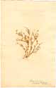 Arenaria serpyllifolia L., framsida