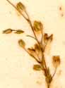 Arenaria serpyllifolia L., blomställning x8
