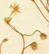 Arenaria sp., inflorescens x8