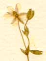 Arenaria striata L., inflorescens x8