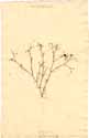 Arenaria tenuifolia L., front