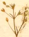Arenaria tenuifolia L., inflorescens x8