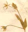 Arenaria trinervia L., blomställning x8