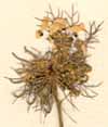 Artedia squamata L., blomställning x6