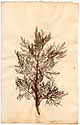 Artemisia abrotanum L., framsida
