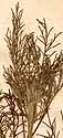 Artemisia abrotanum L., inflorescens x8