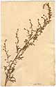 Artemisia absinthium L., front
