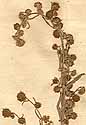 Artemisia absinthium L., inflorescens x8