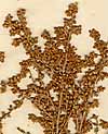 Artemisisa aethiopica L., blomställning x8