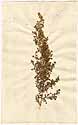 Artemisia annua L., framsida