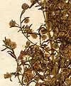 Artemisia annua L., inflorescens x8