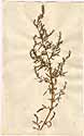 Artemisia annua L., front