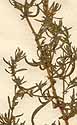 Artemisia annua L., blomställning x8