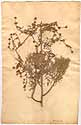 Artemisia arborescens L., framsida