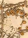 Artemisia arborescens L., blomställning x8