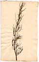 Artemisia campestris L., framsida