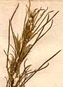 Artemisia campestris L., blomställning x8
