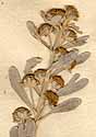 Artemisia chinensis L., blomställning x8