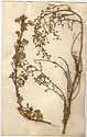 Artemisia crithmifolia L., front