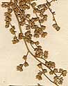Artemisia crithmifolia L., inflorescens x8
