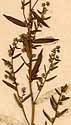 Artemisia dracunculus L., blomställning x8